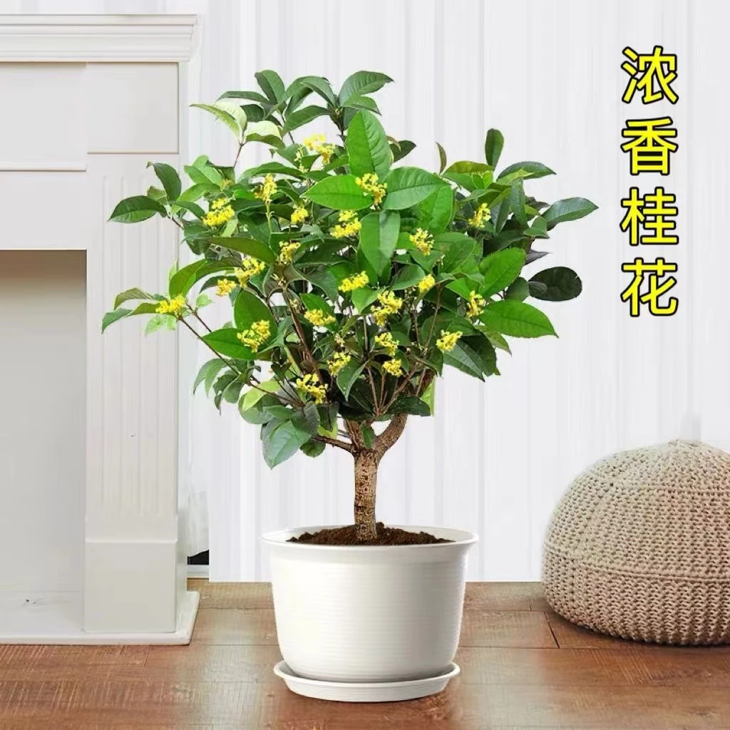 四季桂花盆栽桂花树苗四季开花可选室内阳台庭院浓香好养产地植物