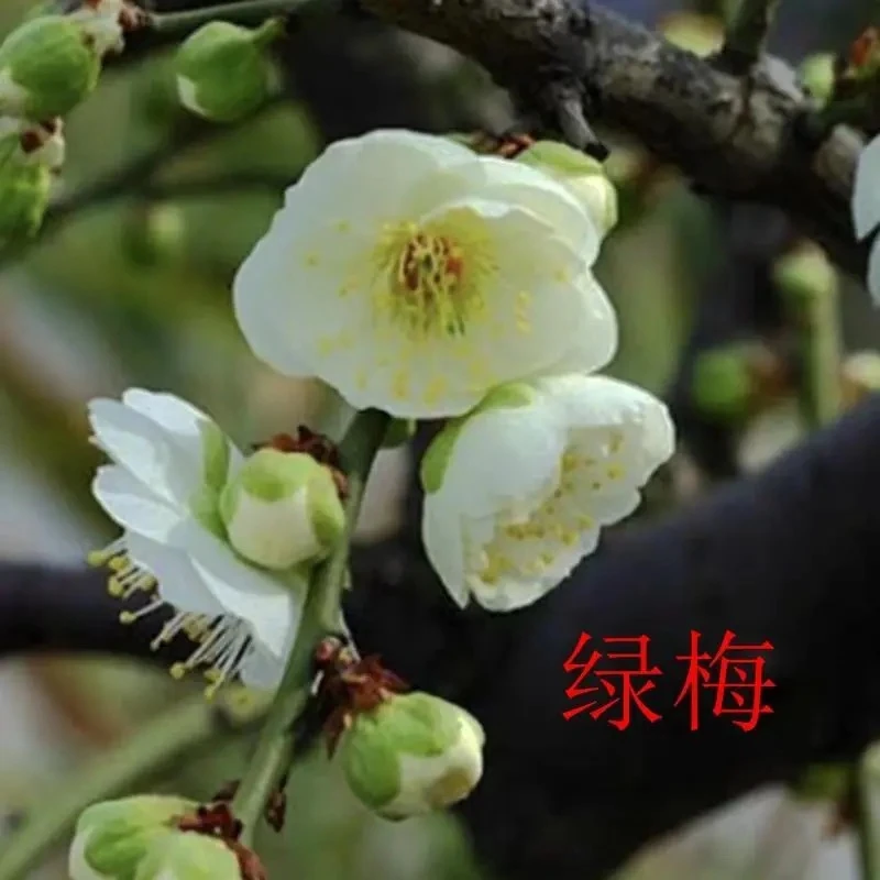 原生梅花梅花盆景