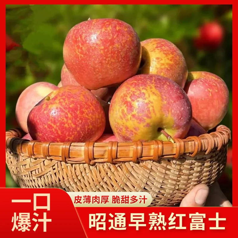 【尝鲜装】正宗云南昭通红富士苹果新鲜自然成熟当季优选脆甜体验