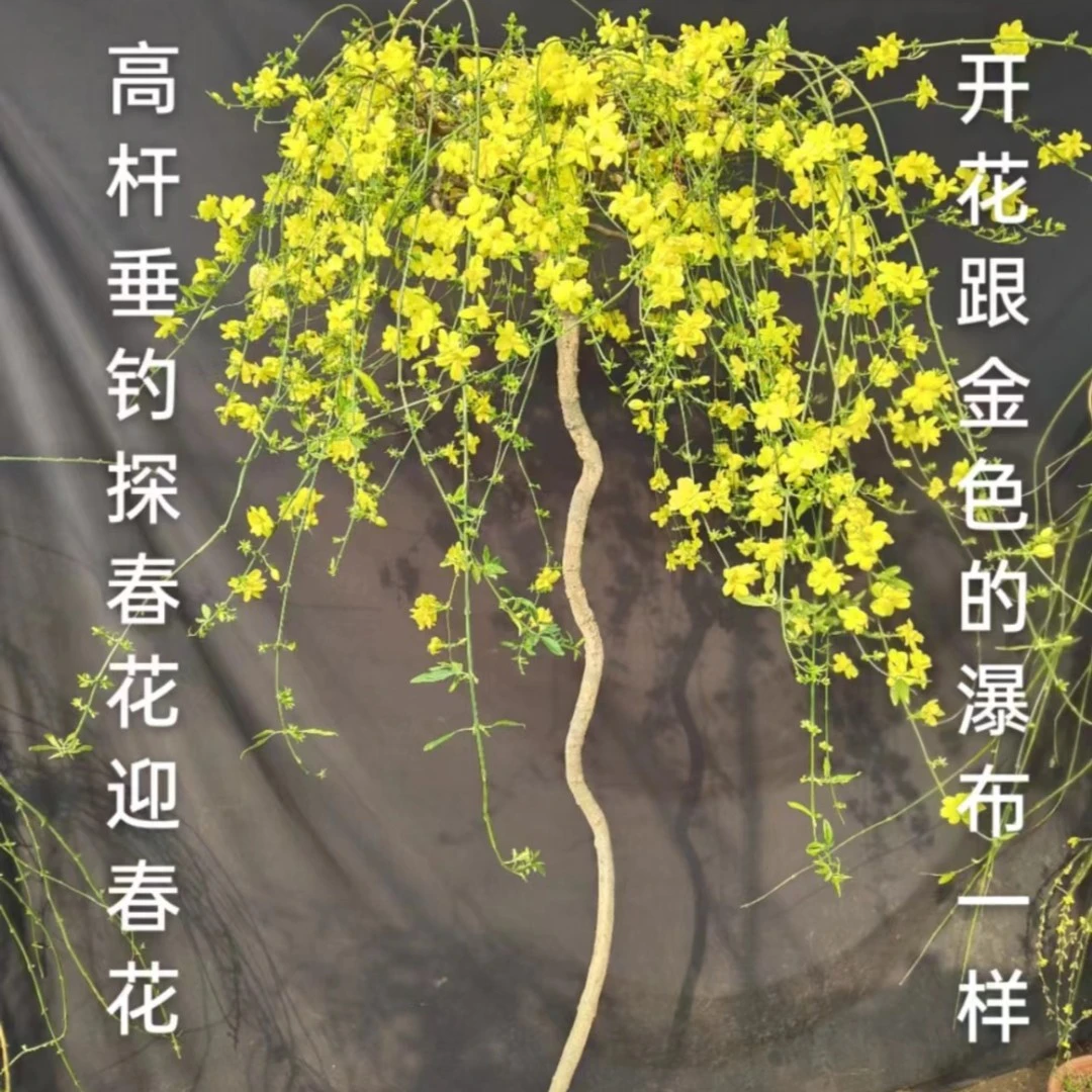 金色瀑布迎春花探春花客厅庭院花卉复合肥养护多年生老桩花期长
