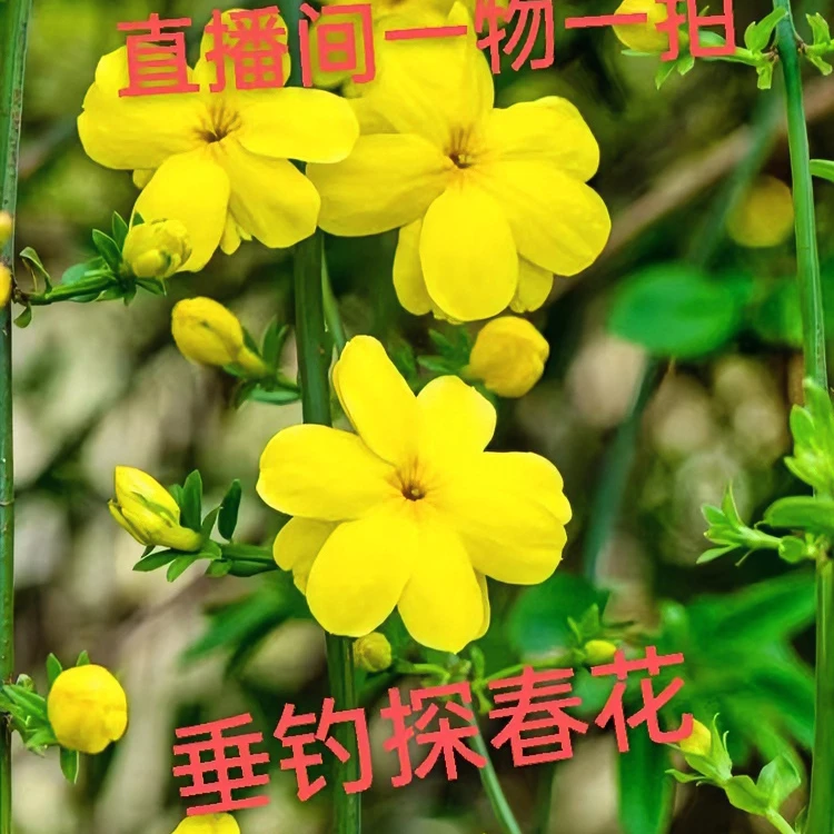 精品探春花迎春花春节前后开花花期长达三个多月盆景别墅花卉客厅