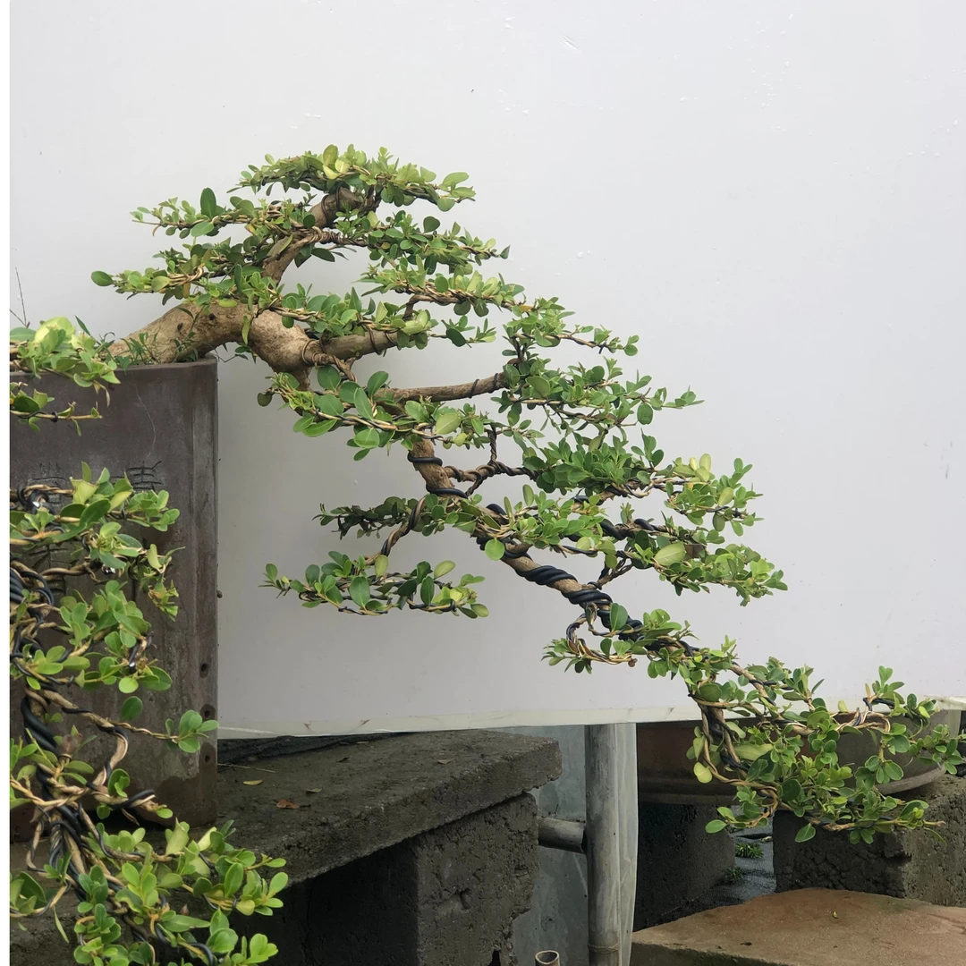 黄杨盆栽盆景大树老桩造型庭院绿植一物一拍