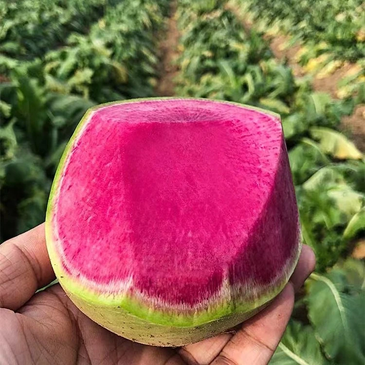 心里美萝卜雕刻专用绿皮红心萝卜胭脂红凤梨萝卜现挖现发产地直发