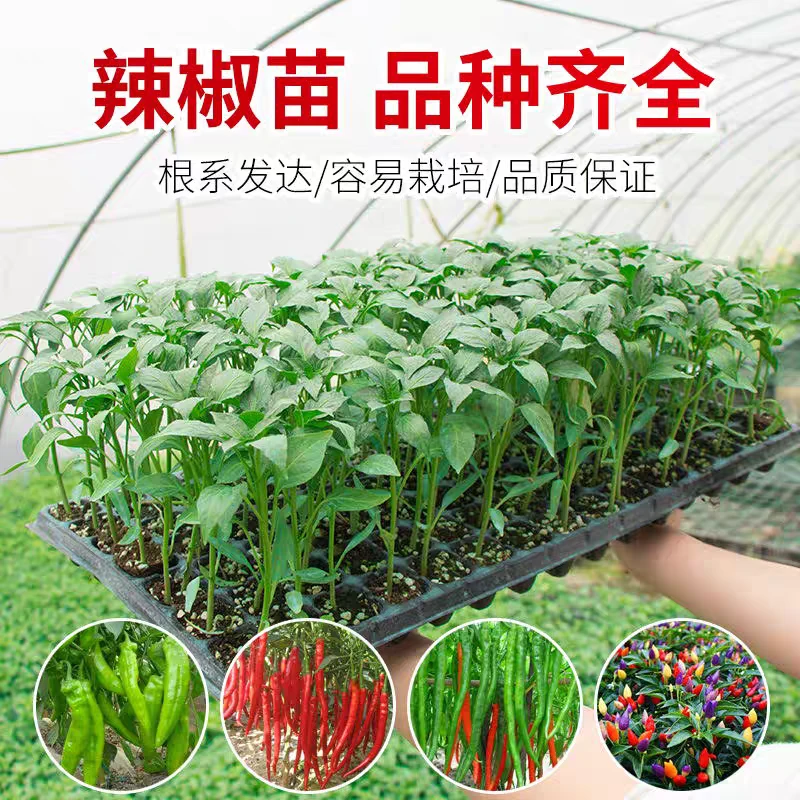 辣椒蔬菜秧苗西红柿黄瓜辣椒苗茄子番茄苗丝瓜豆角南瓜