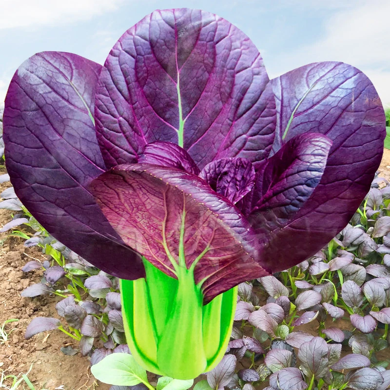 高产紫油菜种籽紫色油莱小白菜种子四季春秋季农家青菜南方蔬菜孑