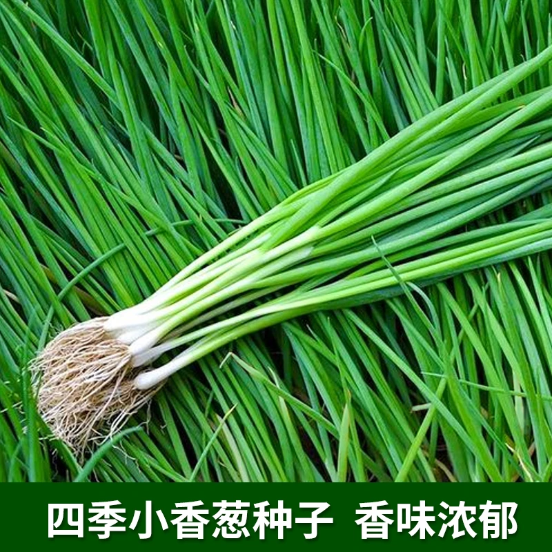 四季小香葱种子籽葱头春季葱种阳台盆栽小葱种植分葱蔬
