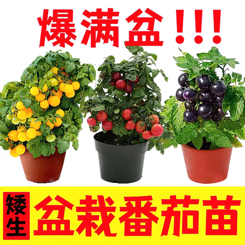 蔬菜苗矮生小番茄西红柿苗秧甜辣椒黄瓜四季育苗盆栽圣女果苗幼苗