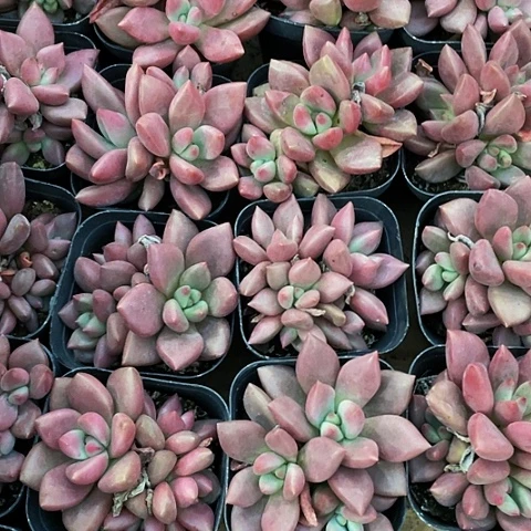 桃花源群2.8带盆土