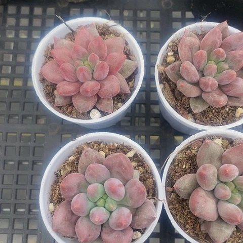 圆盆红蜻蜓带盆土