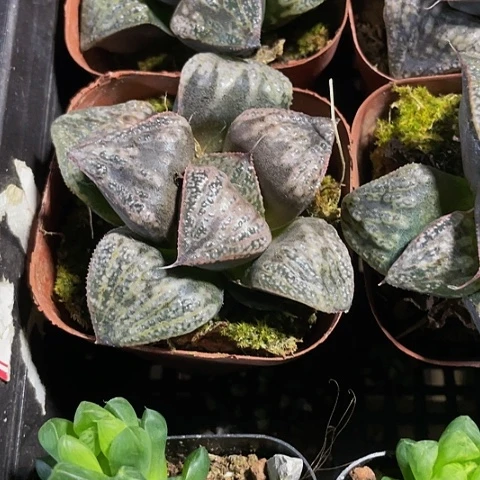 白泽2.8带盆土发