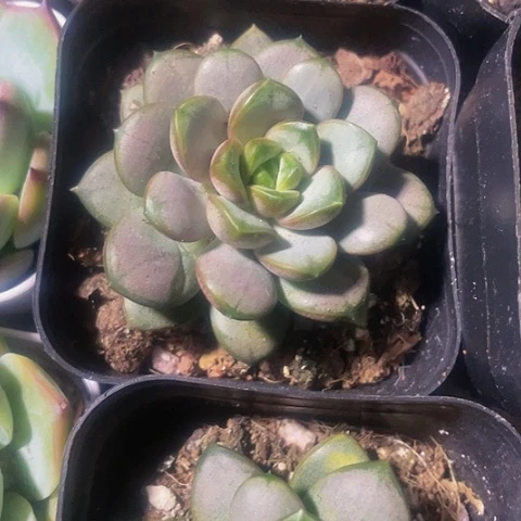 葡萄2.8带盆土发