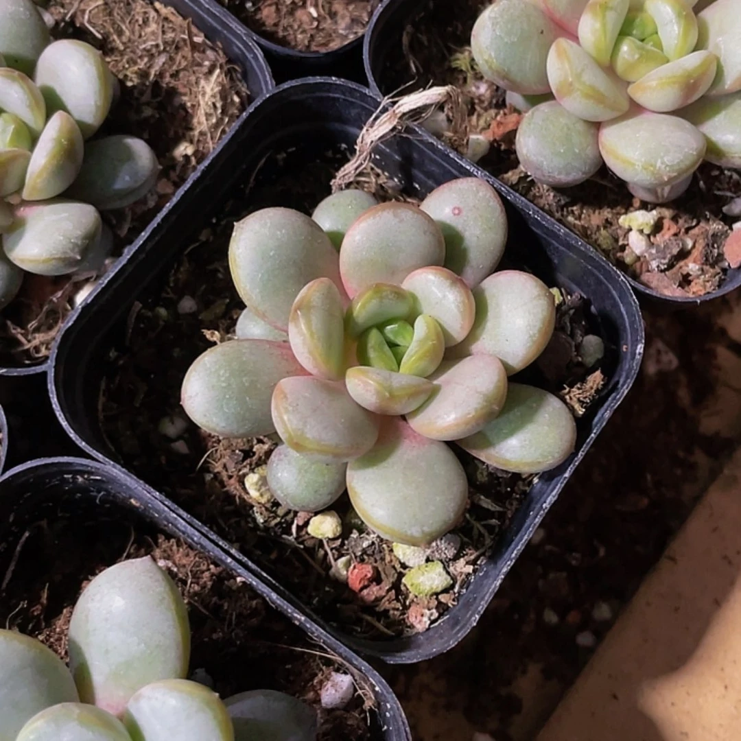 【闪购商品】单头葡萄