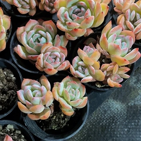 沙沙女王小群2.8带盆土