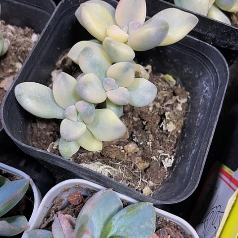 美杏锦群2.8带盆土