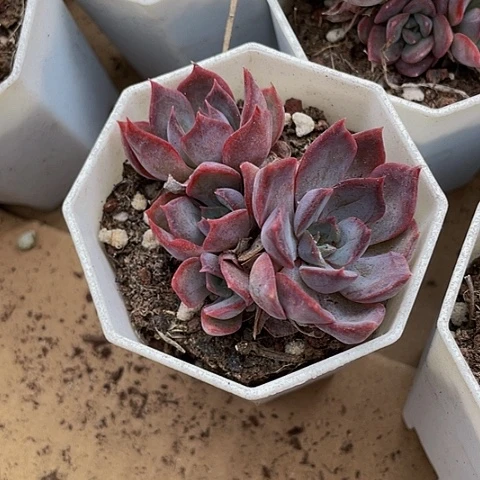 八角盆群暗冰带盆土