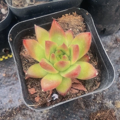 弗兰克2.8带盆土