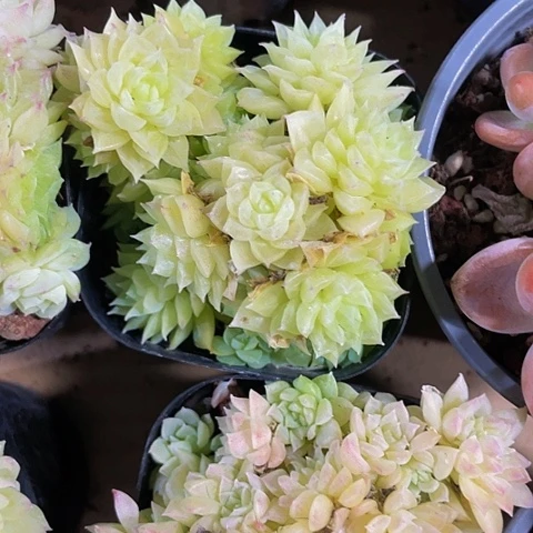 黄金小麦群4.8带盆土