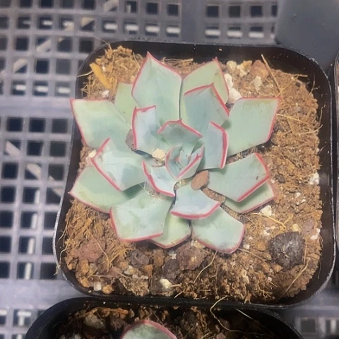 简斯诺娃2.8带盆土