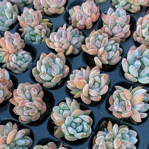 5颗一组小粉橙带土