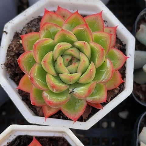 八角盆落日3.8带盆土发