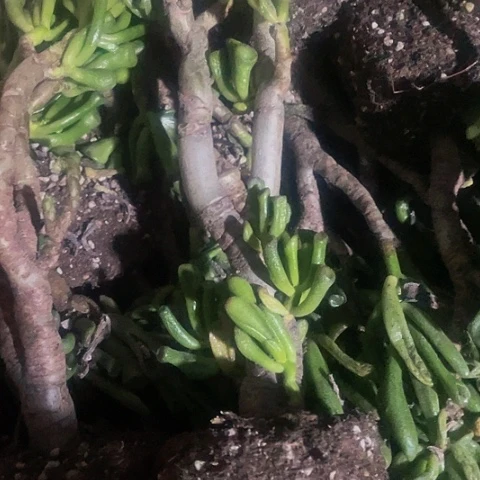 大老桩西财树2.5带土