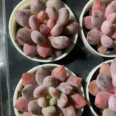 半夏3.8带盆土发