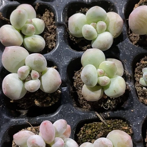 2颗一组小糖豆带土