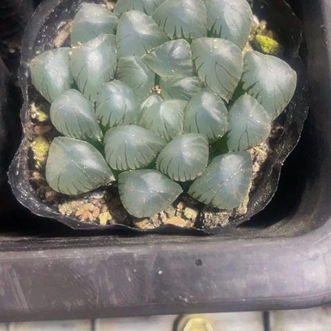 冰灯玉露4.8带盆土