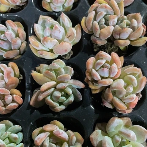 5颗一组小粉橙带土