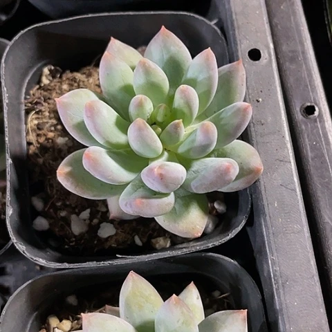 所罗门2.8带盆土