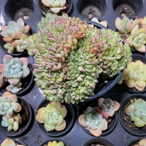 昕姬莲缀化15带盆土发