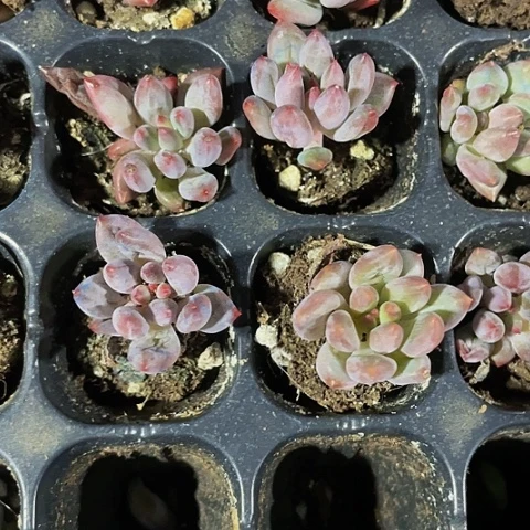 小虞美人0.2-0.25公分