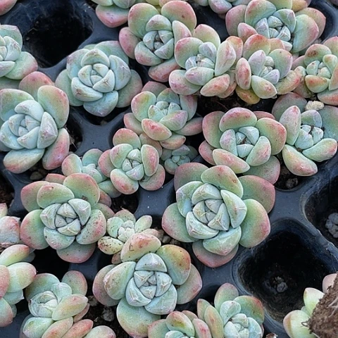 3颗一组小暗纹冰玉