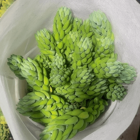 大象牙欲坠13.8带盆土