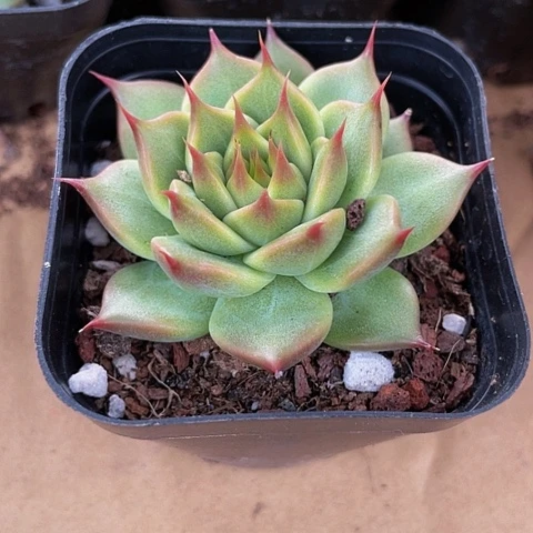 托斯卡2.8带盆土发