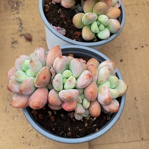 90盆大洛神带盆土