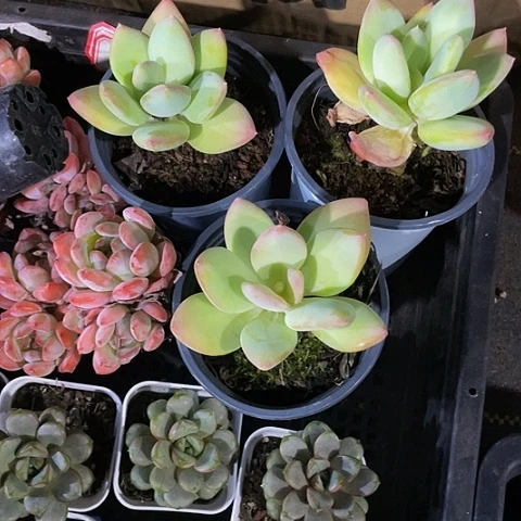 执**活三颗芒果奶带盆土发