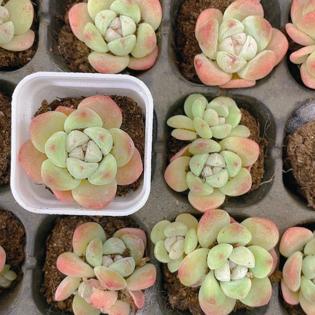 【闪购商品】五彩冰玉