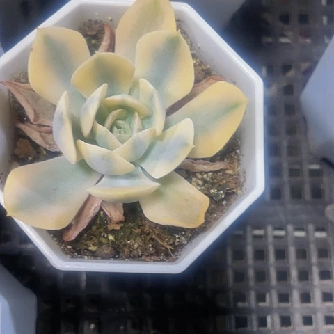 鲁士锦2.8带盆土