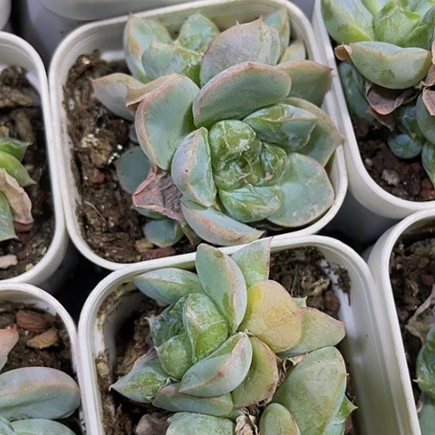 胖虎2.8带盆土发