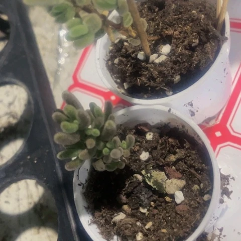琉璃枝干1.5带盆土