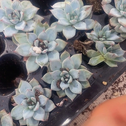 2颗一组小粉蓝鸟