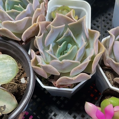 沙漠玫瑰3.8带盆土