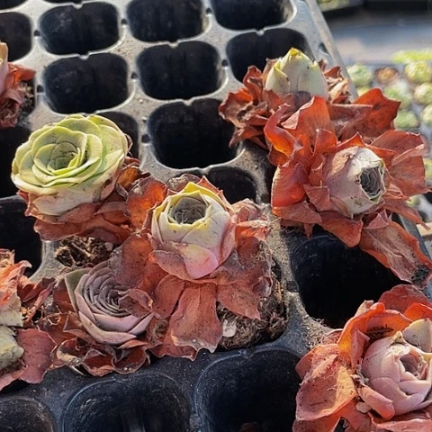 2颗一组小小大帕