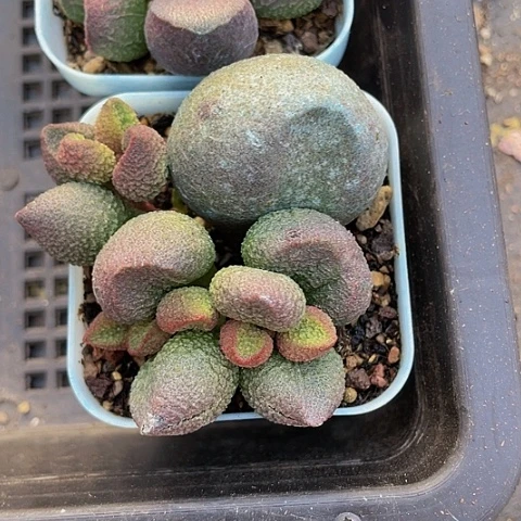 超大水蜜桃水泡22一颗