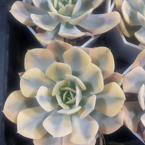 鲁士锦4.8带盆土