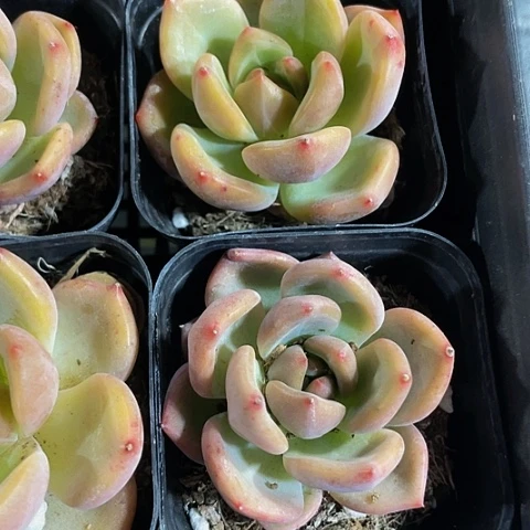 红酒大香槟2.8带盆土