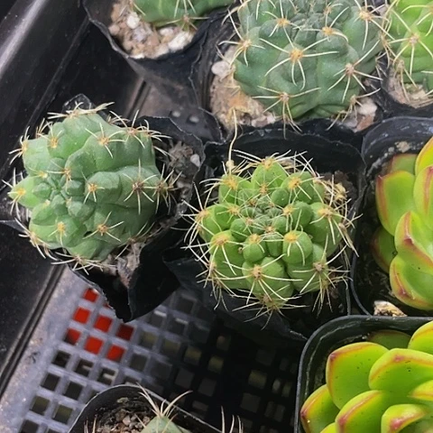 小刺球1.8带盆土