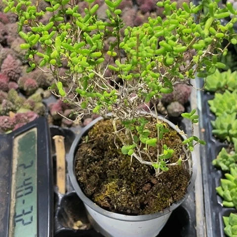 超大盆蜜桔枝干带盆土