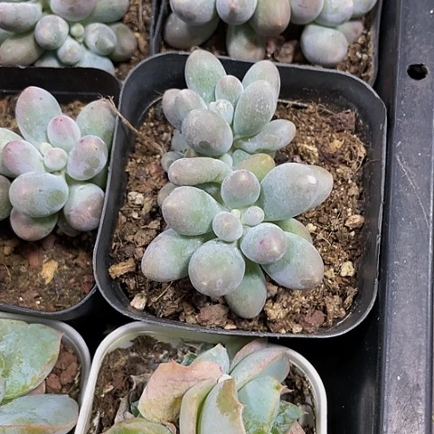 双头汤圆2.8带盆土